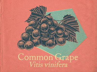 Common Grape botanical digital painting engraving etching grape illustration ipad pro plant procreate retro stippling vine vintage wine