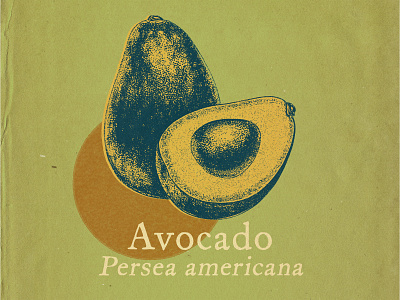 Avocado avocado botanical digital painting engraving etching illustration ipad pro procreate produce retro stippling vintage