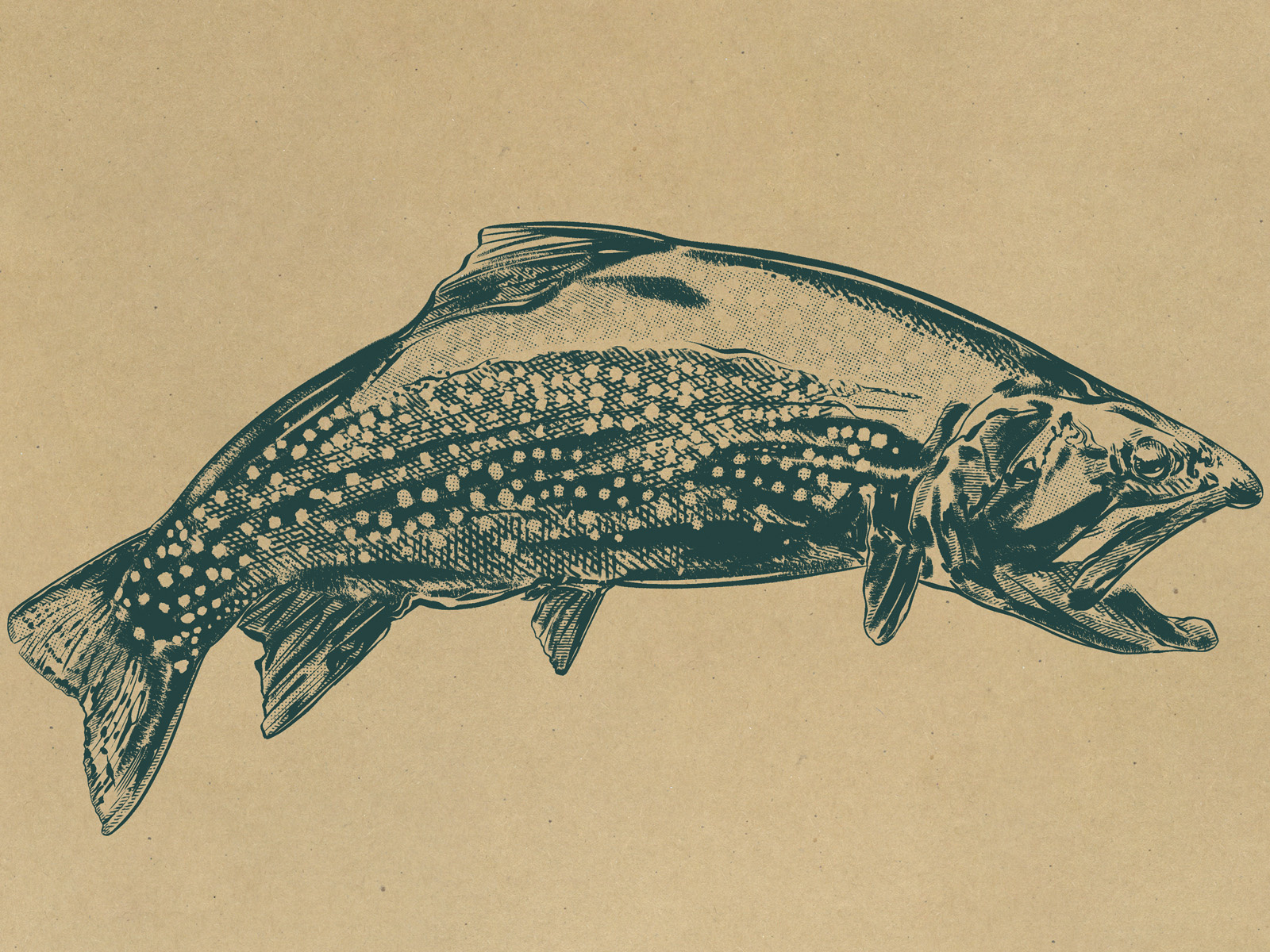 Brook Trout by Isaac LeFever on Dribbble