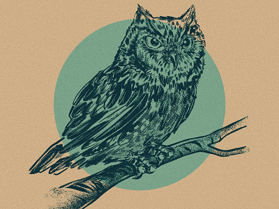 Speed Owl 2d animal birb bird digital painting drawing illustration ipad pro owl procreate screech sketch