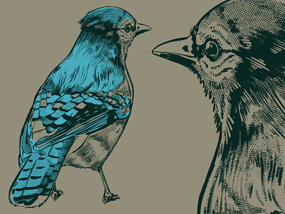 Bluejay 2d animal birb bird bluejay drawing feathers illustration ipad pro procreate sketch