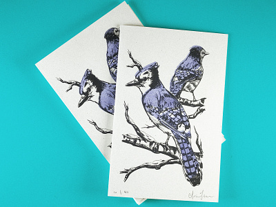 2019 Xmas Cards bird bluejay card christmas digital painting greeting illustration ipad pro printmaking procreate riso risograph xmas