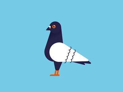 Pigeon bird illustration pigeon vector