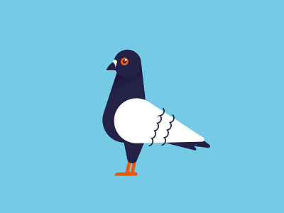 Pigeon