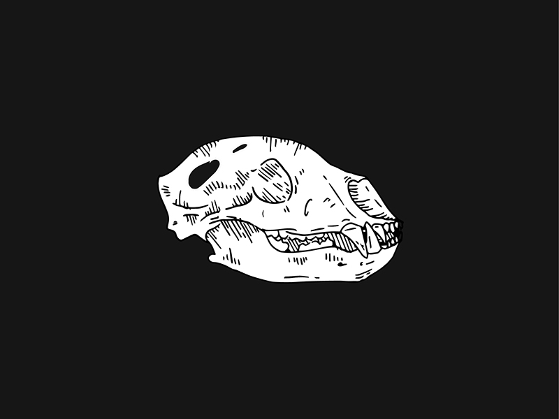 Bear Skull by Sam Gummeson on Dribbble