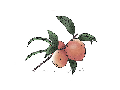 The Peach art design drawing goods handmade icon illustration logo mockup quality trademark typography