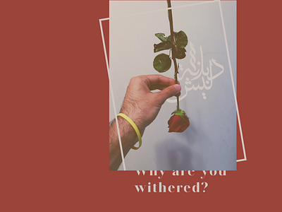 Withered arabic calligraphy calligraphy frame hand love rose withered
