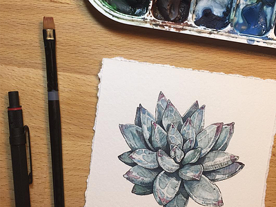 Hello Dribbble! botanical illustration succulent watercolor