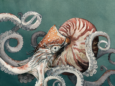 Creature illustration nautilus octopus watercolor