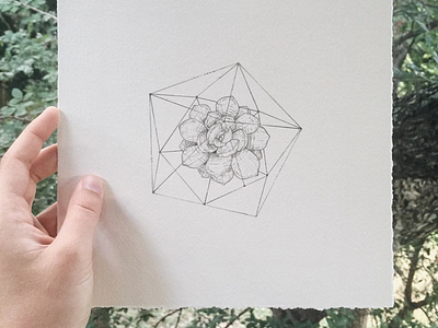 Geometric Succulent Study drawing geometric illustration succulent