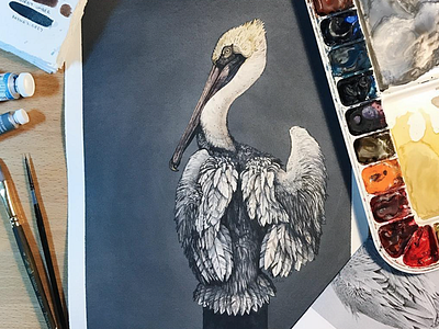 Brown Pelican brown illustration pelican watercolor brown pelican