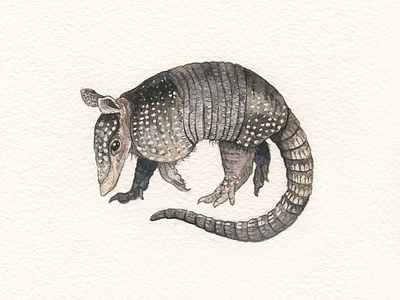 Armadillo