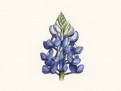 Bluebonnet bluebonnet illustration texas watercolor wildflower