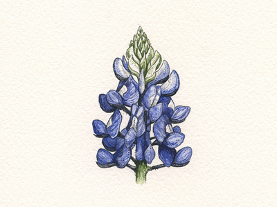 Bluebonnet