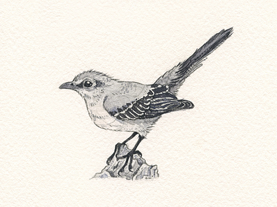 Northern Mockingbird illustration mockingbird texas watercolor