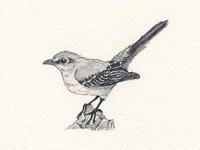 Northern Mockingbird