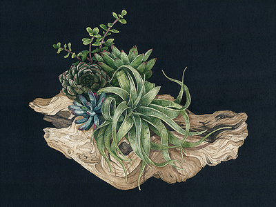 Nature Pact botanical illustration plant succulent watercolor