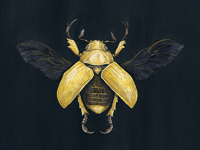 Scarab Beetle Designs Themes Templates And Downloadable Graphic Elements On Dribbble