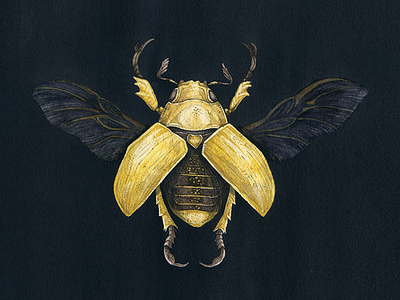 Sand Pact beetle illustration scarab watercolor