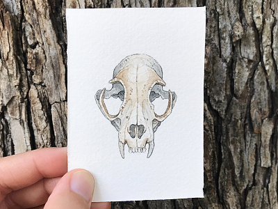 Bobcat Skull botanical illustration skull watercolor