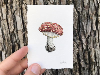 Mushroom botanical illustration mushroom watercolor