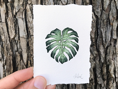 Monstera