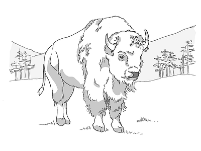 American Bison animal bison black and white hoof horn line art wildlife