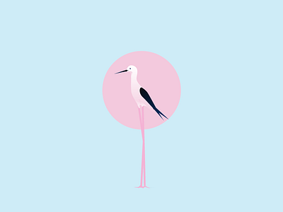 moar birb bird design illustration illustrator vector