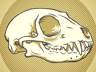 Mongoose Skull illustration skull