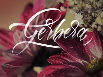 Gerbera {Flowers Series} calligraphy flowers gerbera handletters lettering