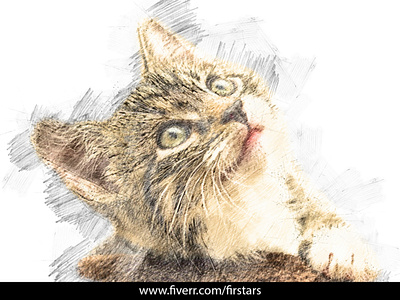 Pencil sketch colored from cat portrait or your portrait awesome awesome art illustration pencil art pencil drawing pencil sketch portrait portrait art sketch sketches