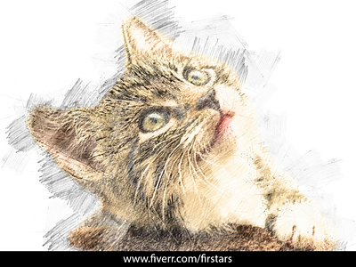 Pencil sketch colored from cat portrait or your portrait