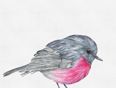 Pink Robin bird digital watercolor illustration procreate robin watercolor