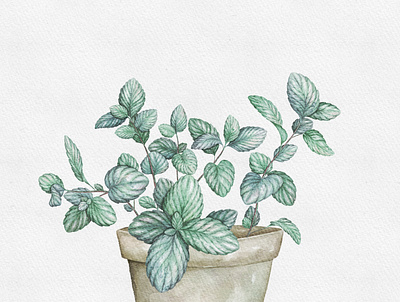 Watercolor Mint Herb digital watercolor herb illustration mint procreate