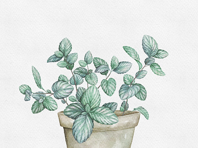 Watercolor Mint Herb