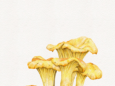 Watercolor Chanterelles chanterelles digital watercolor illustration mushrooms procreate
