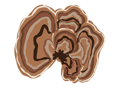 Turkey Tail Mushroom design graphic design illustration vector