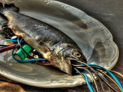 Cyberfish - HDR Photo cyber fish fish hdr photo photogaphy trout