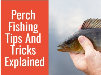 Perch Fishing