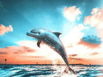 Dolphin - Digital Art arts artwork artworks digitalart digitalartist digitalartwork edit graphicdesign illustration mohamadhosein afrasiabi photoshop visualart