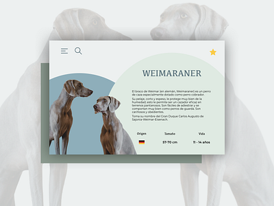 Daily UI 045 - Info Card animals app daily ui dailyui design dog interface minimal ui uidesign userinterface ux uxdesign weimaraner