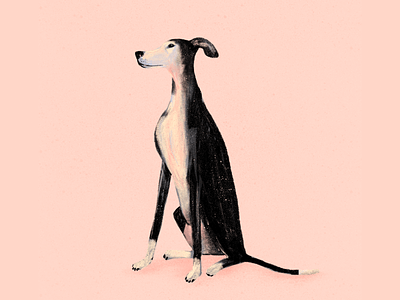 Greyhound dog greyhound pink portrait procreate