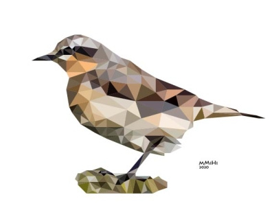 Northern Wheatear illustration low poly illustrations minimal