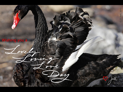 Swan Card 800x600 black swan handlettering photography valentines day