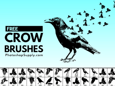 (FREE) Birds Brushes birds brushes freebie photoshop