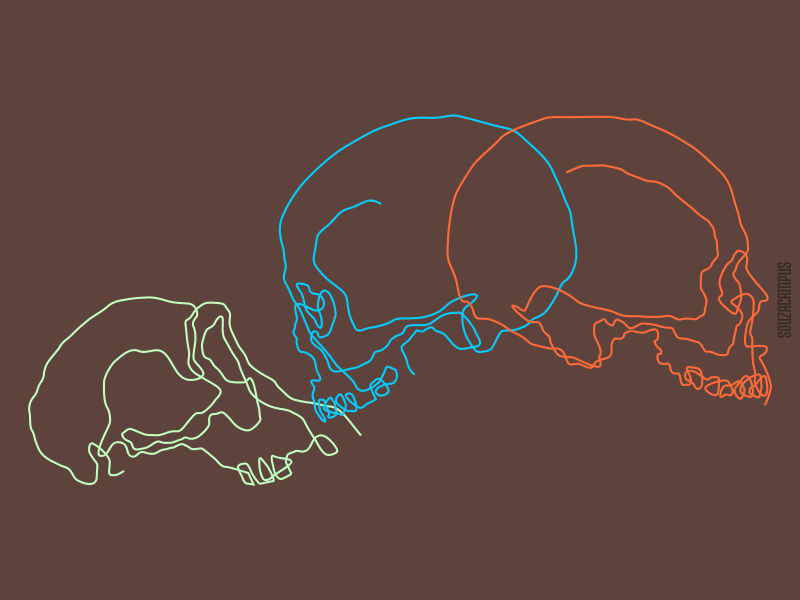 Antroponauta - Skulls - 10 antroponauta continuous line line skull