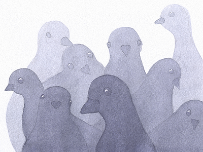 Pigeons wallpaper