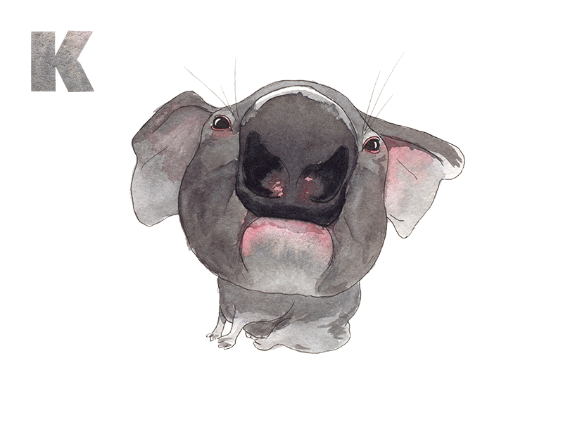 Koala sticker icon watercolour letter illustration koala k alphabet