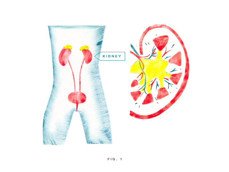 Kidney urine stencil physiology non-fiction medical kidney illustration human body gouache anatomy