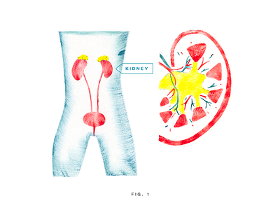 Kidney anatomy gouache human body illustration kidney medical non fiction physiology stencil urine